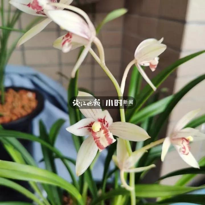 阳台种植园_阳台致富经_在阳台种植致富