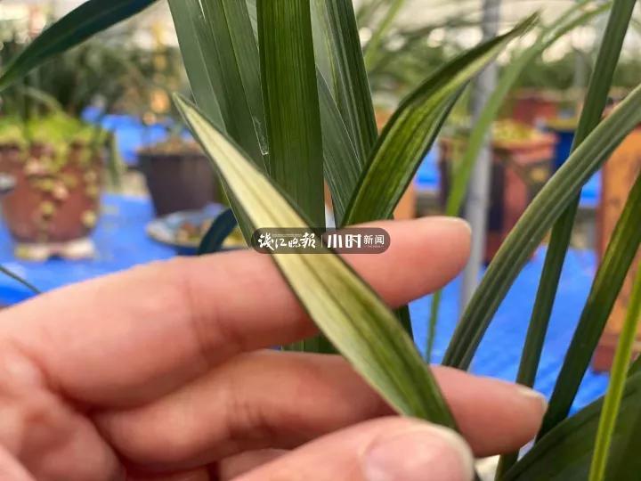 阳台种植园_在阳台种植致富_阳台致富经