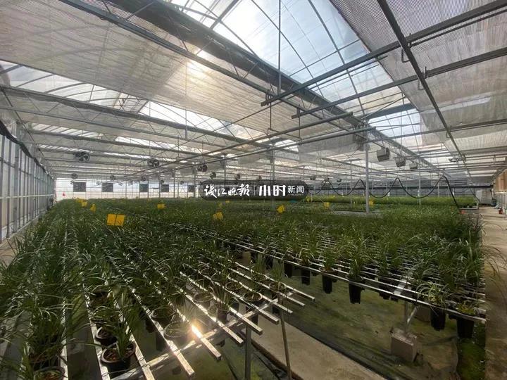 阳台致富经_阳台种植园_在阳台种植致富