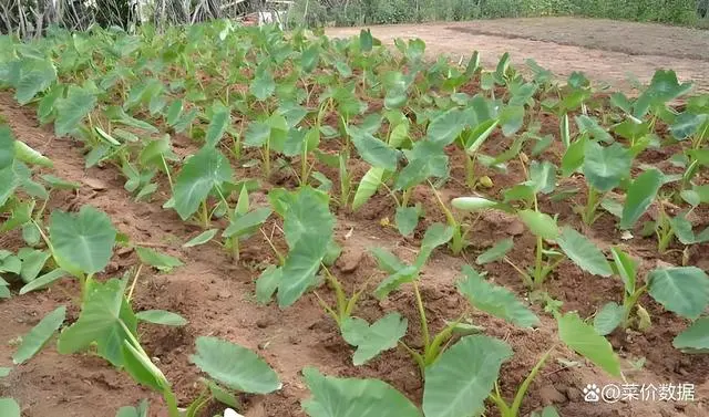 毛芋种植技术有哪些_毛芋的种植技术视频_如何种植毛芋