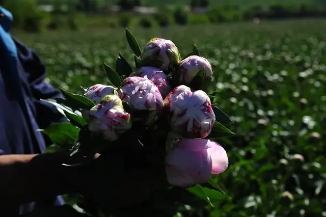 致富种植榆叶梅视频_榆叶梅的种植_种植榆叶梅致富