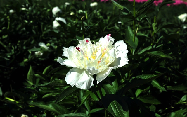 致富种植榆叶梅视频_种植榆叶梅致富_榆叶梅的种植