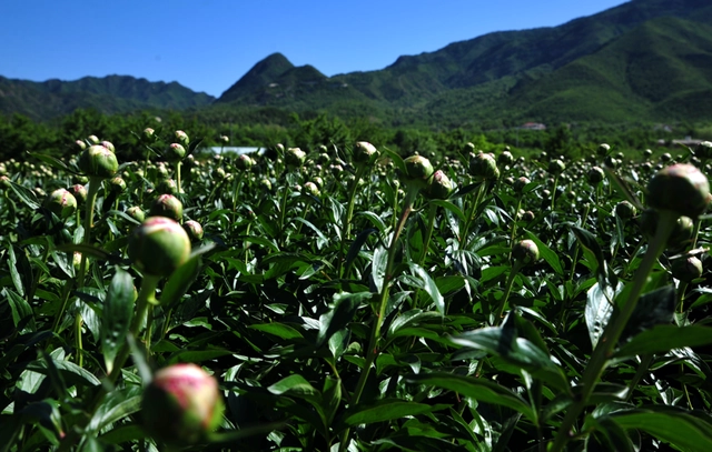 榆叶梅的种植_种植榆叶梅致富_致富种植榆叶梅视频