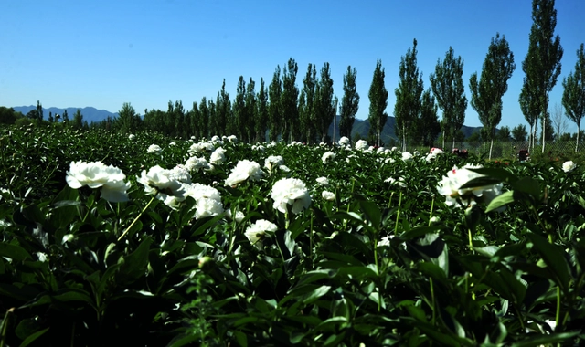 榆叶梅的种植_种植榆叶梅致富_致富种植榆叶梅视频
