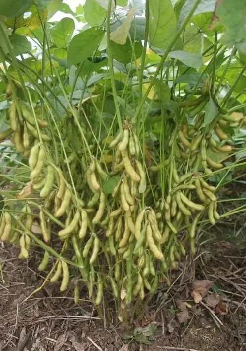 黄豆种植技术与方法_黄豆种植技术与田间管理_黄豆种植技术