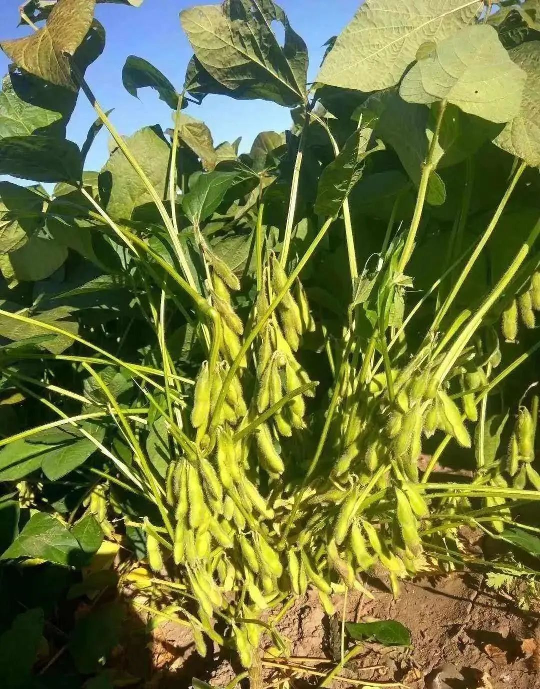 黄豆种植技术_黄豆种植技术与方法_黄豆种植技术与田间管理