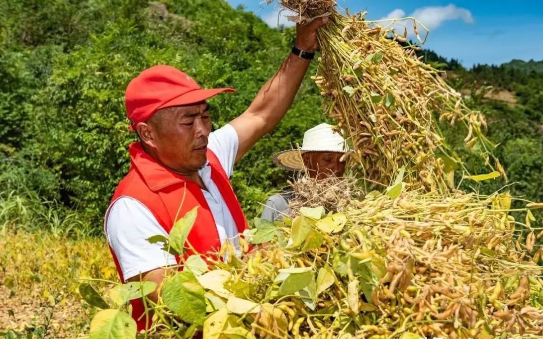 黄豆种植技术与方法_黄豆种植技术与田间管理_黄豆种植技术