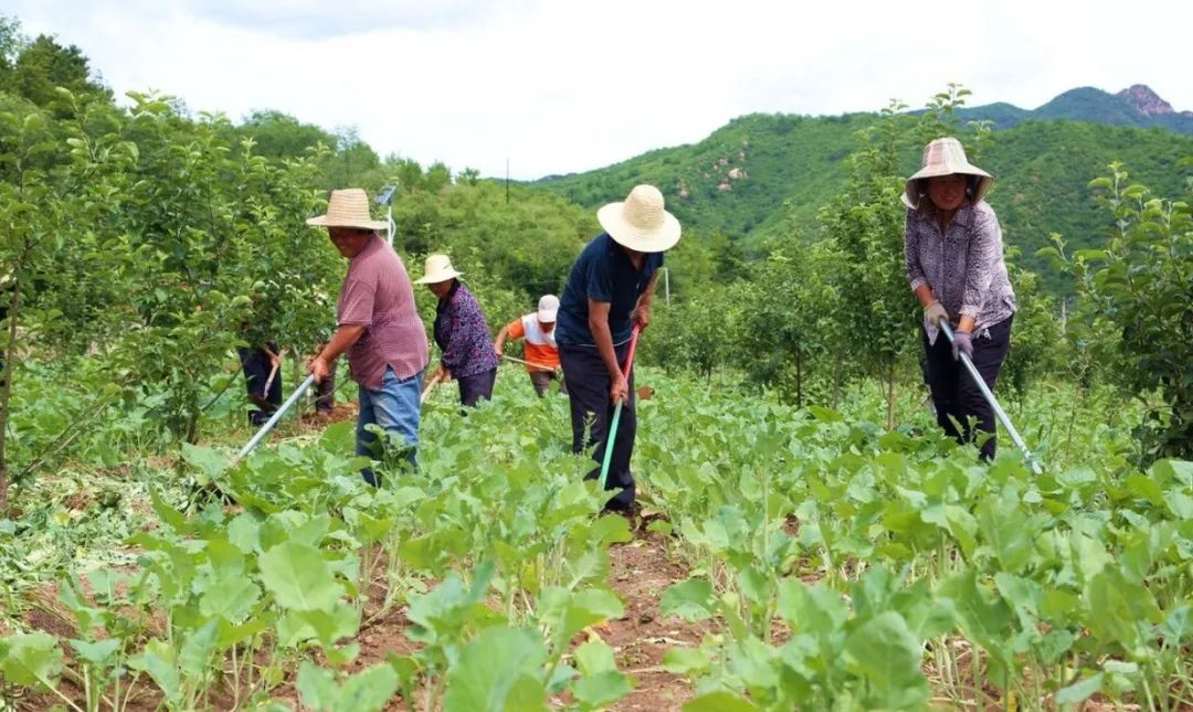 黄豆种植技术_黄豆种植技术与田间管理_黄豆种植技术与方法