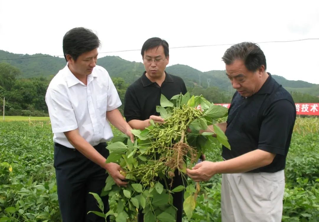 黄豆种植技术与田间管理_黄豆种植技术与方法_黄豆种植技术