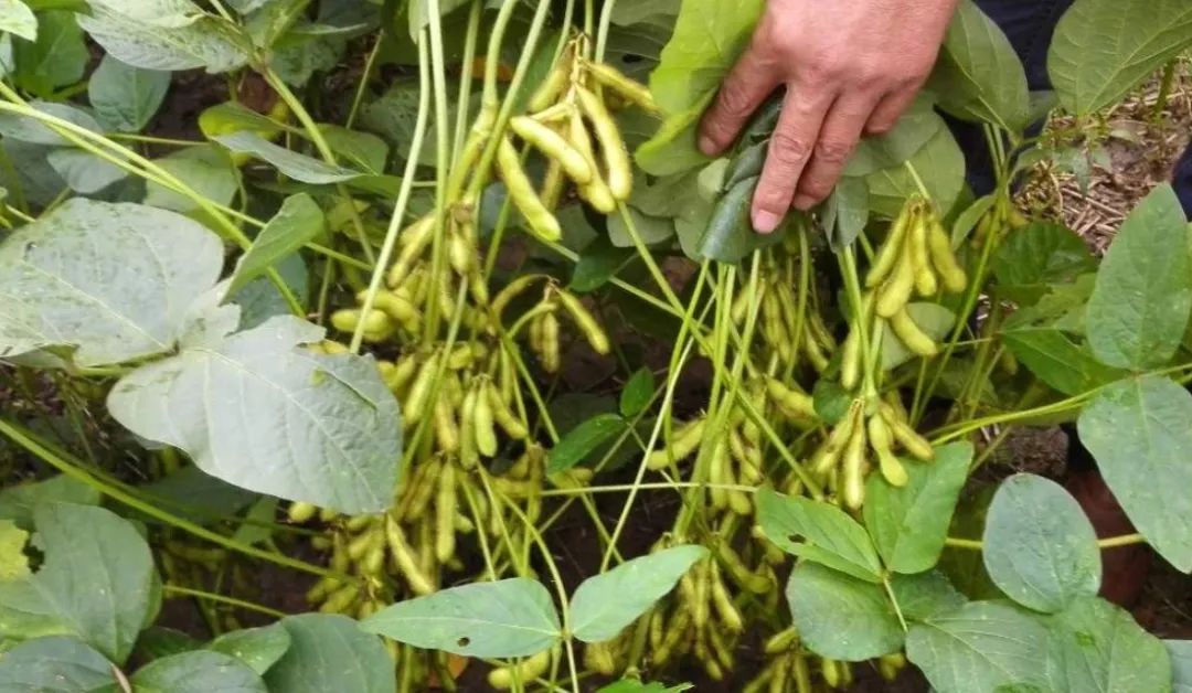 黄豆种植技术与方法_黄豆种植技术_黄豆种植技术与田间管理