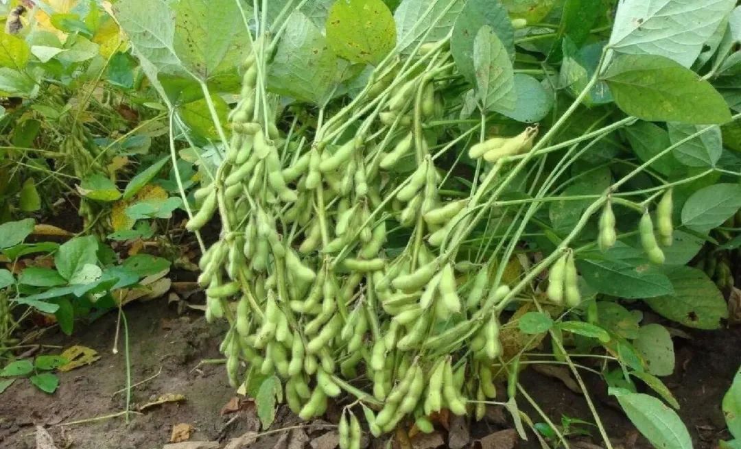 黄豆种植技术与方法_黄豆种植技术与田间管理_黄豆种植技术