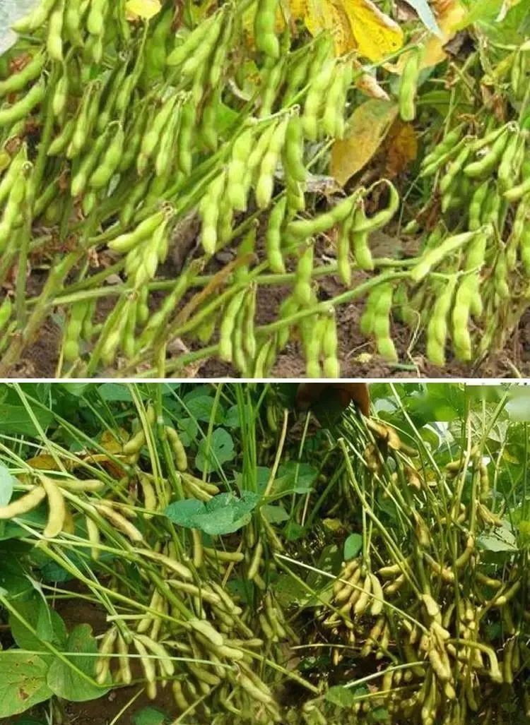 黄豆种植技术与田间管理_黄豆种植技术_黄豆种植技术与方法
