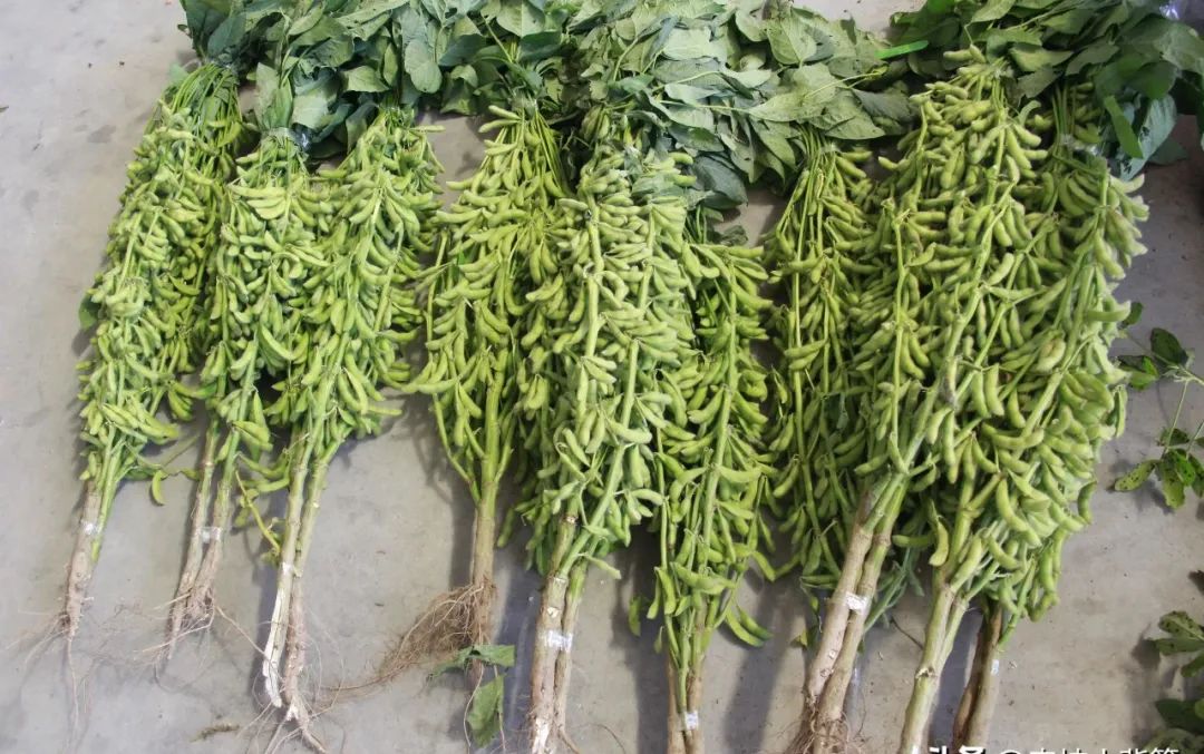 黄豆种植技术与方法_黄豆种植技术_黄豆种植技术与田间管理