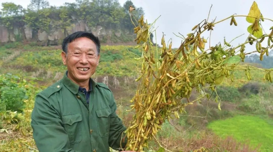 黄豆种植技术与方法_黄豆种植技术_黄豆种植技术与田间管理