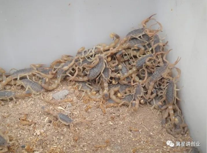 蝎子养殖技术指导_蝎子养殖指导技术视频_蝎子养殖指导技术要点