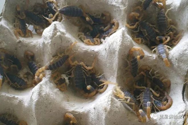 蝎子养殖技术指导_蝎子养殖指导技术视频_蝎子养殖指导技术要点