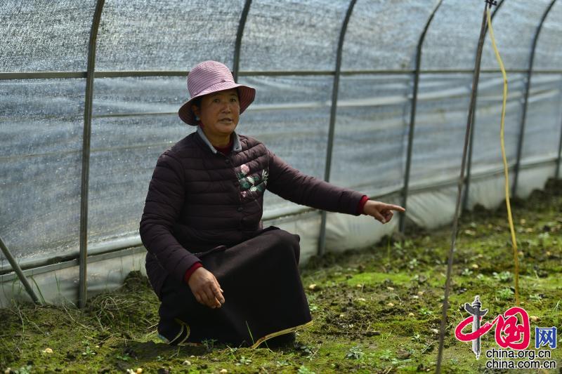 林芝种植成本和利润_林芝的种植条件_林芝种植致富