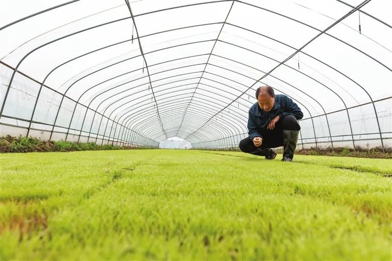 养泥鳅网箱多少目最好_泥鳅网箱养殖技术视频_网箱养殖泥鳅利润和成本