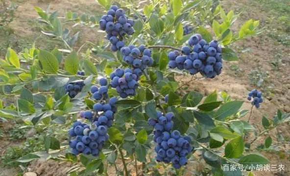 蓝莓种植技巧，掌握种植妙招，收获高质量蓝莓