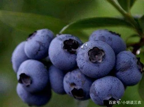 种植技术蓝莓有哪些方法_蓝莓的种植范围_蓝莓种植技术有哪些