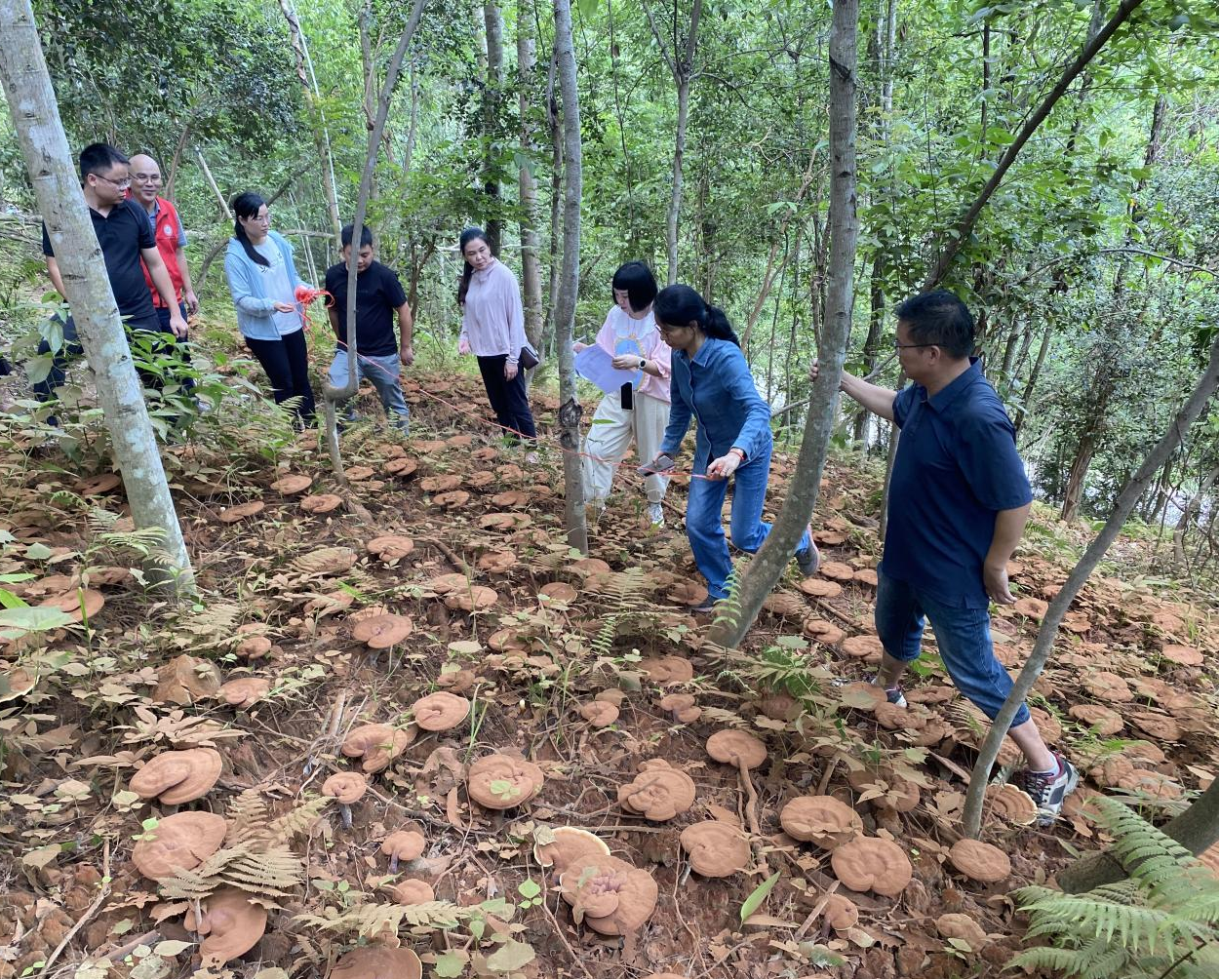 广西田林：林下灵芝种植忙 特色产业促振兴