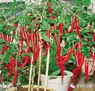 辡椒的种植技术_柿子辣椒种植技术_椒种植技术交流微信群