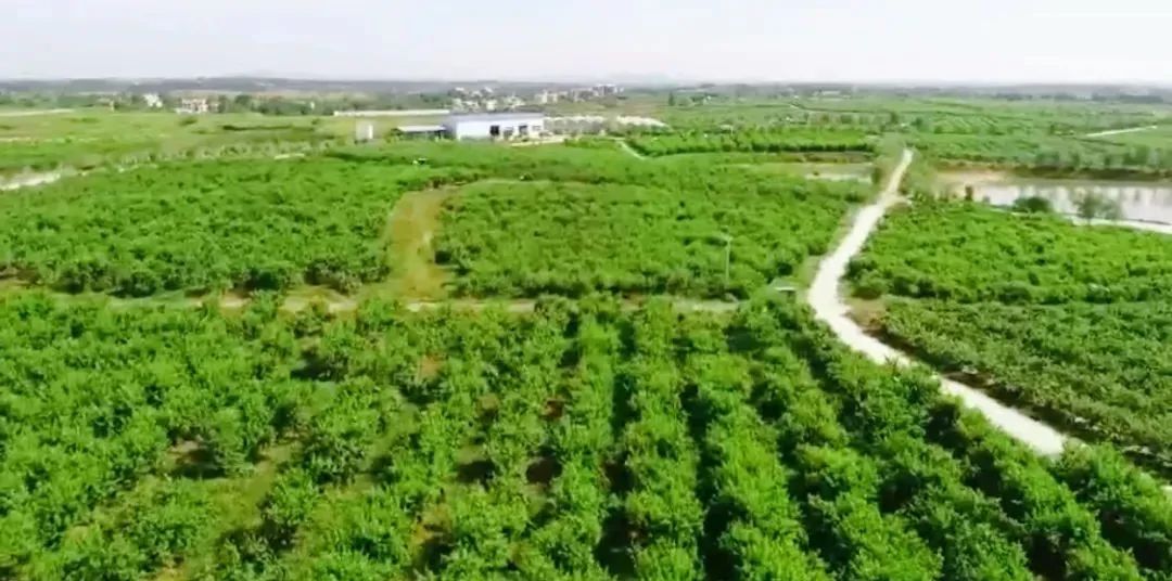 陕西800万斤水蜜桃销路难_湖北水蜜桃致富经_湖北水蜜桃几月份成熟