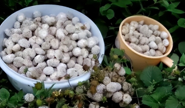 致富种植蛇莓图片_蛇莓种植致富_蛇莓种植技术