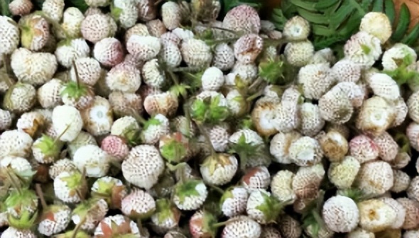 致富种植蛇莓图片_蛇莓种植技术_蛇莓种植致富