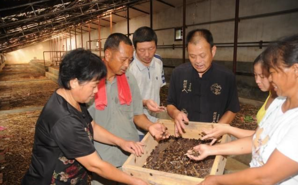 致富虫养殖食用方法_食用虫养殖致富_致富经养虫子鸡视频全集
