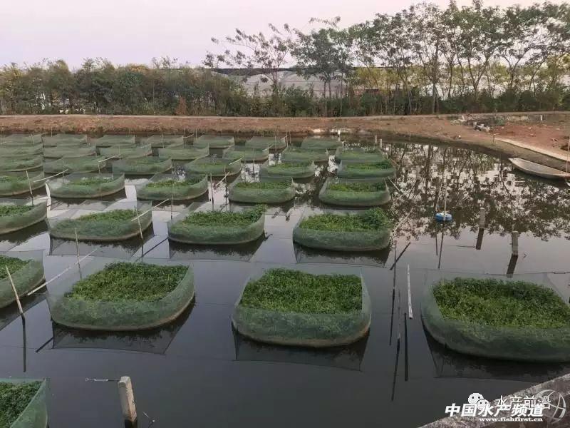 养殖黄鳝前景_黄鳝养殖致富之人_黄鳝养殖致富经