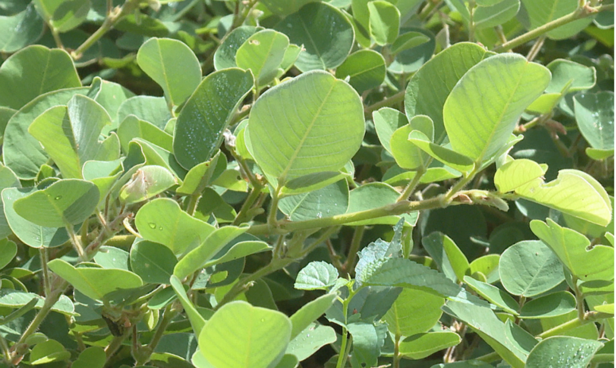油茶苗种植致富_种植油茶致富的能人_致富苗种植油茶怎么样