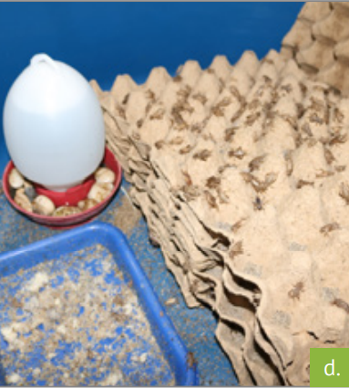 食用虫养殖致富_致富虫养殖食用方法_致富经养虫子鸡视频全集
