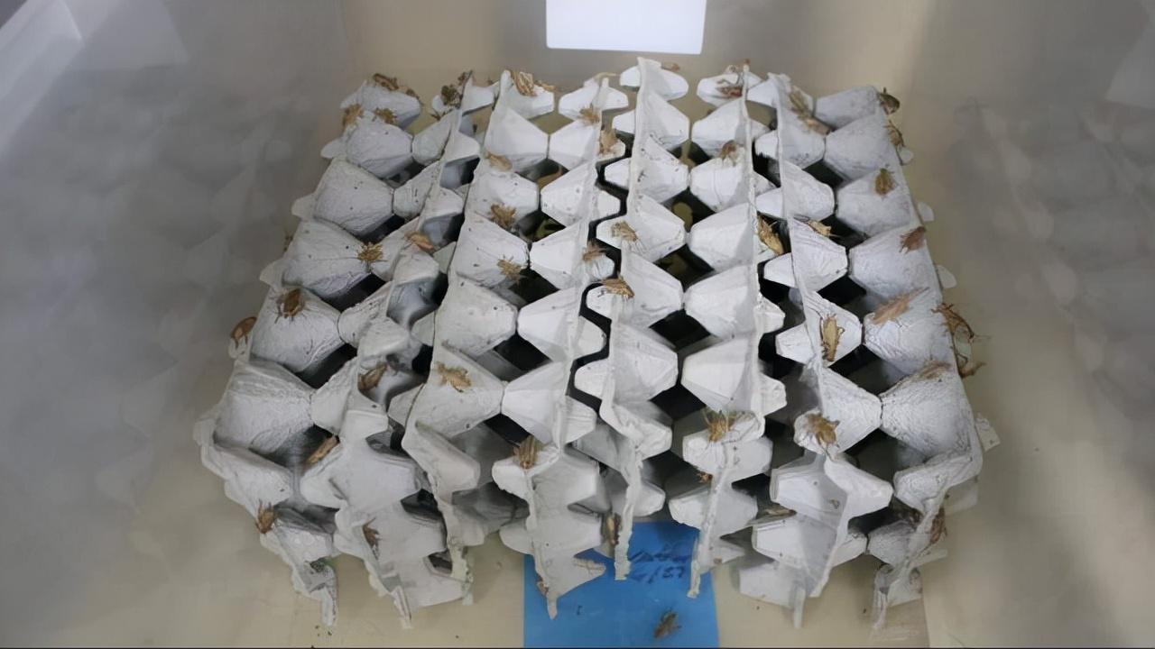 致富虫养殖食用方法_致富经养虫子鸡视频全集_食用虫养殖致富