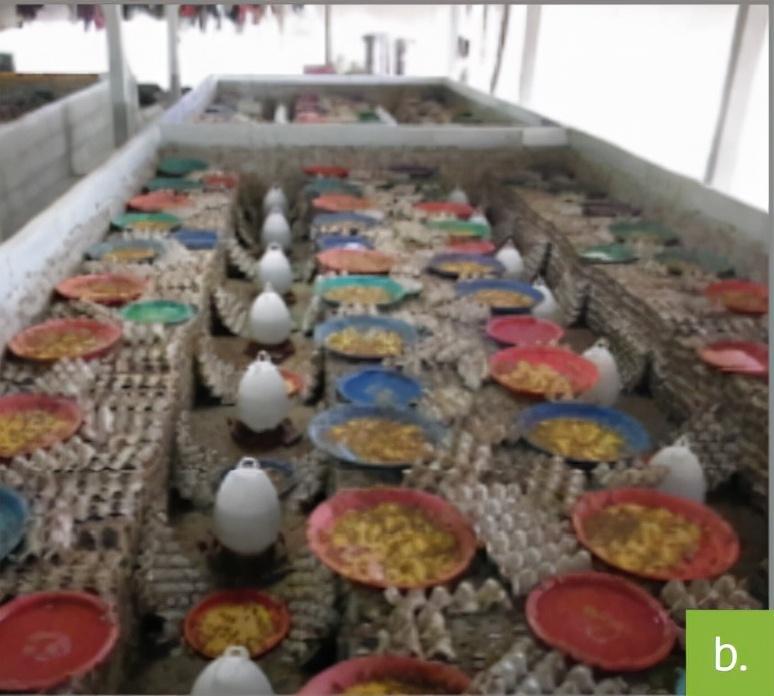 致富虫养殖食用方法_致富经养虫子鸡视频全集_食用虫养殖致富