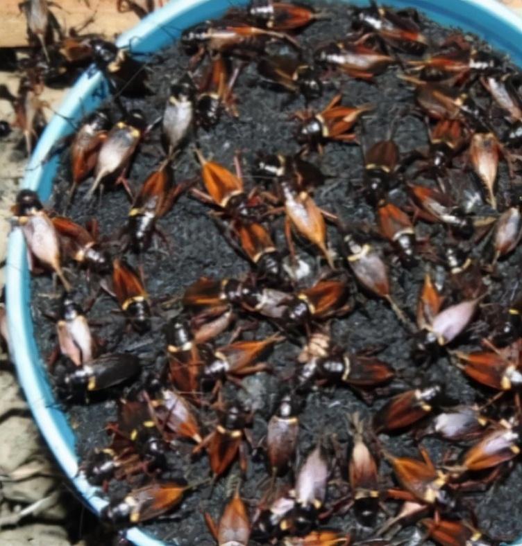 致富虫养殖食用方法_食用虫养殖致富_致富经养虫子鸡视频全集