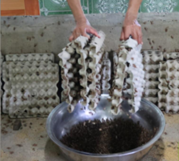 食用虫养殖致富_致富虫养殖食用方法_致富经养虫子鸡视频全集