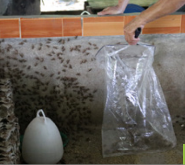致富经养虫子鸡视频全集_食用虫养殖致富_致富虫养殖食用方法