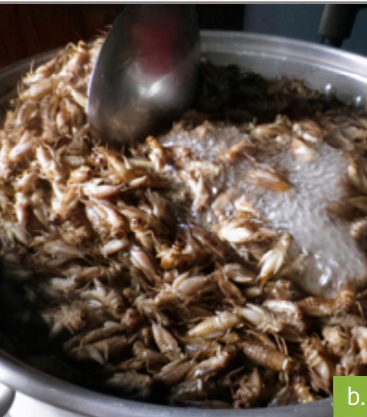 食用虫养殖致富_致富虫养殖食用方法_致富经养虫子鸡视频全集