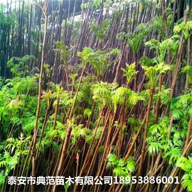 香椿苗售价、香椿树苗种植基地