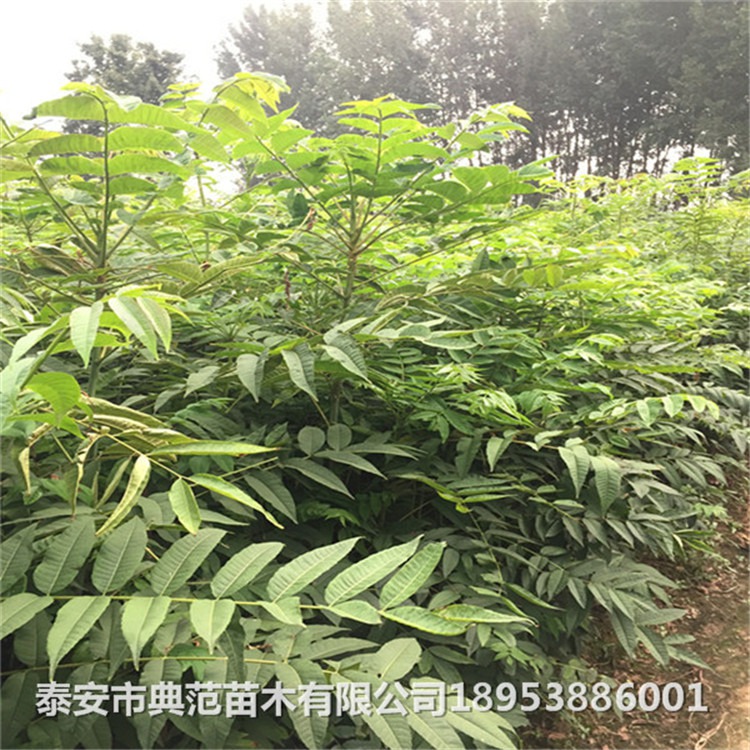 香椿苗售价、香椿树苗种植基地