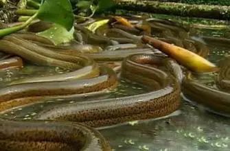 致富经蛋鸡养殖视频_鸡蛋种植致富项目_致富鸡蛋种植项目怎么样