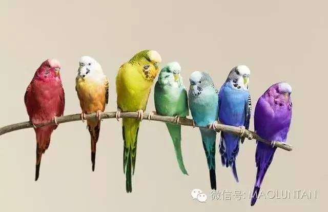 新手养鹦鹉必知8件事！