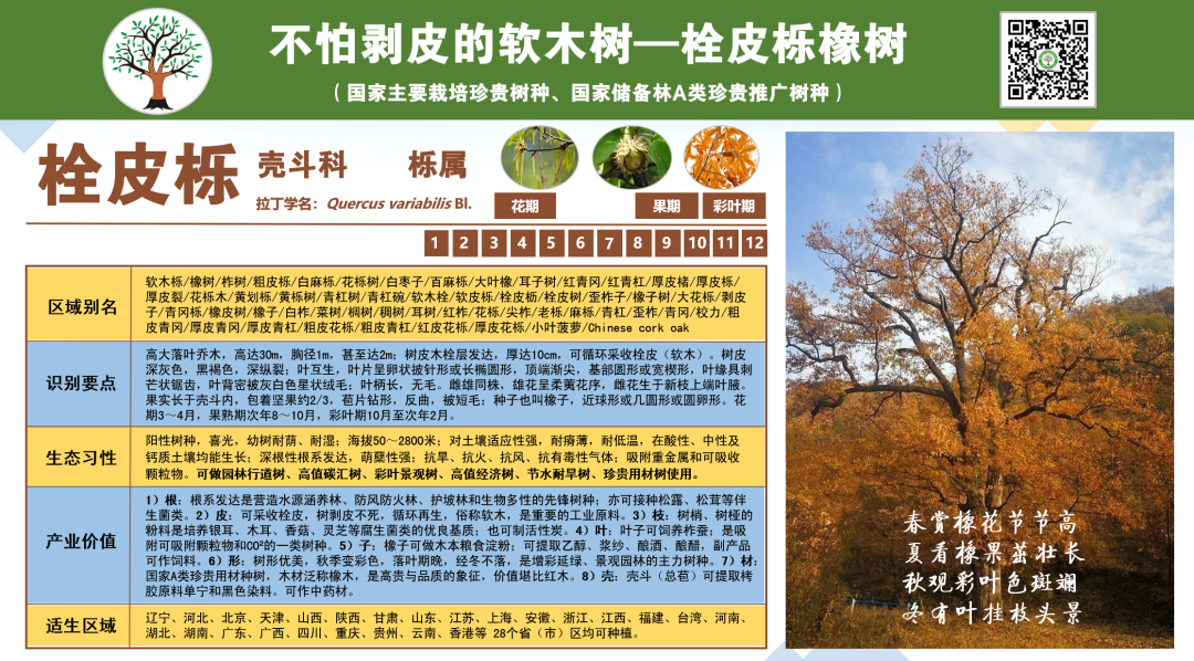 橡树种植致富_致富种植橡树图片_致富种植橡树怎么样