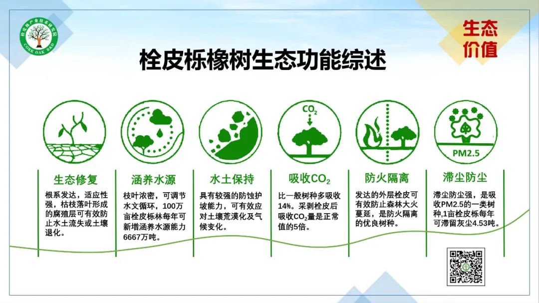 致富种植橡树图片_橡树种植致富_致富种植橡树怎么样