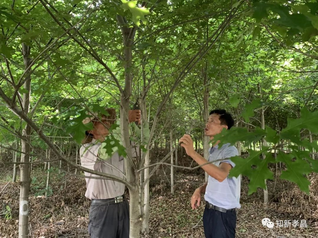 橡树种植致富_种植橡树的经济效益_橡树种植效益