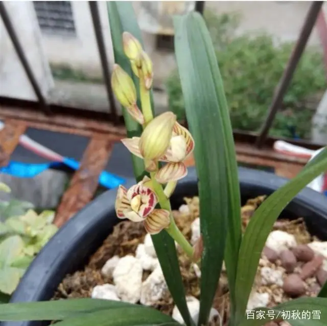 兰花养殖室内技术视频_室内兰花养殖技术_兰花室内怎么养殖技术