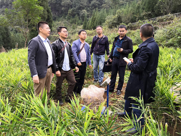 平坝区齐伯镇桃花湖小黄姜种植示范基地测产迎丰收