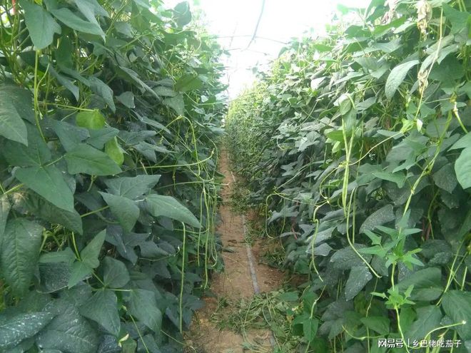 长豆角种植致富_长豆角种植成本和利润_种长豆角赚钱吗