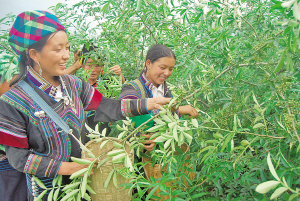 花椒种植技术大全_花椒种植技术视频_花椒的种植技术